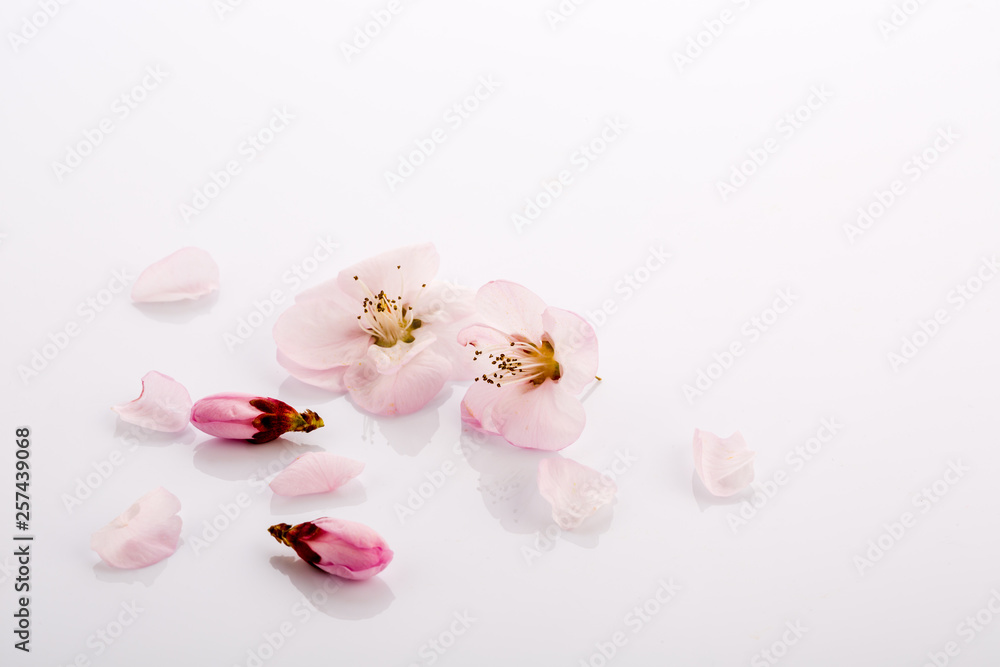 Beautiful peach flower petals on white background