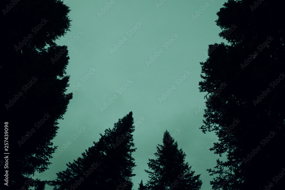 Fototapeta premium Dark silhouettes of high pines and spruces from below upwards on background of clear gloomy green sky with copy space. Coniferous trees close up in faded tones. Eerie atmospheric monochrome landscape.