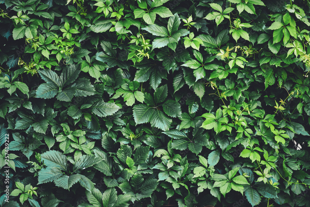 Hedge of big green leaves in spring. Green fence of parthenocissus henryana. Natural background of girlish grapes. Floral texture of parthenocissus inserta. Rich greenery. Plants in botanical garden. Hedge of big green leaves in spring. Green fence of parthenocissus henryana. Natural background of girlish grapes. Floral texture of parthenocissus inserta. Rich greenery. Plants in botanical garden.