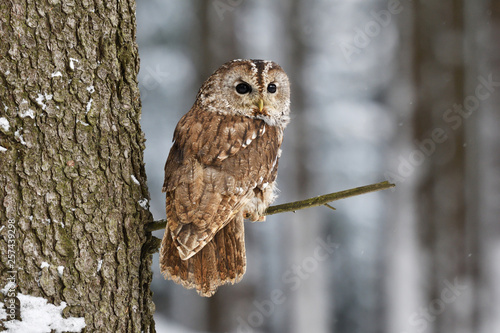 Tawny owl