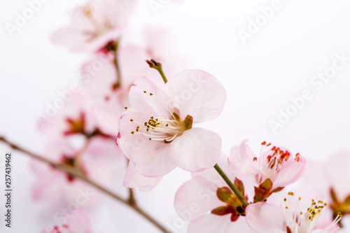 Peach tree branch with flowers isolated on white. Peach blossom.