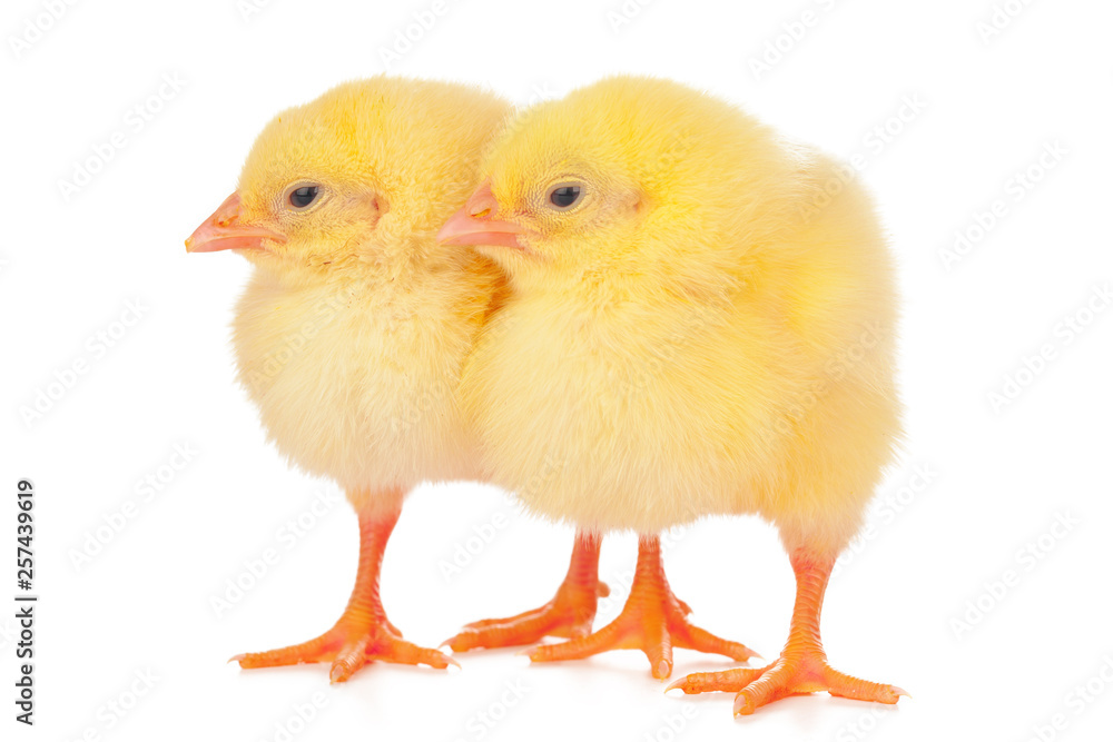 chicks in front of white background.