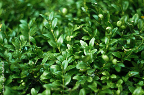 Green Leaves Plant Texture. Floral Blank Background