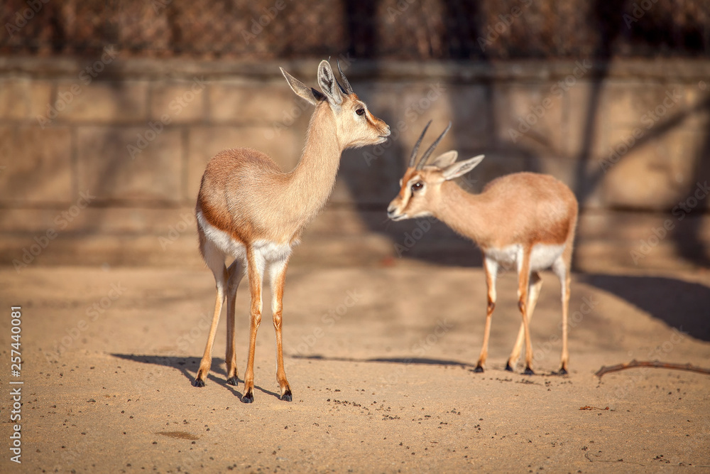 two young antelopes in the zoo two young antelopes in the zoo