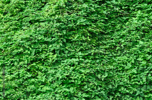 Green Leaves Plant Texture. Floral Blank Background