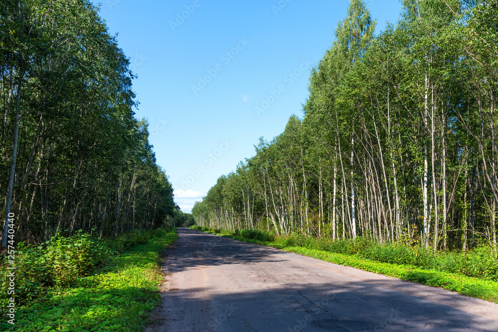 Obraz premium Broken empty asphalt country road surrounded by trees in sunny summer day. Road with holes in the green wood. A hole in the road.