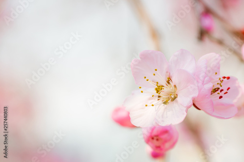 Close-up of pink peach flowers 