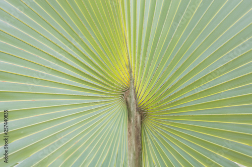 Palmyra palm leaves