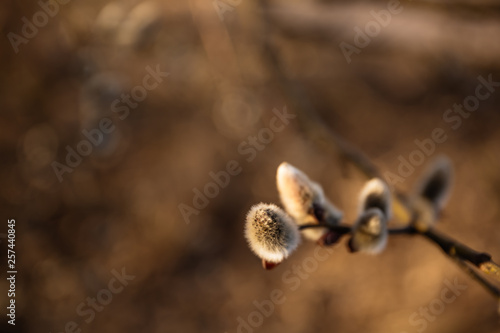 Willow branches with buds in early spring, selective focus, pussy, catkins, spring background.