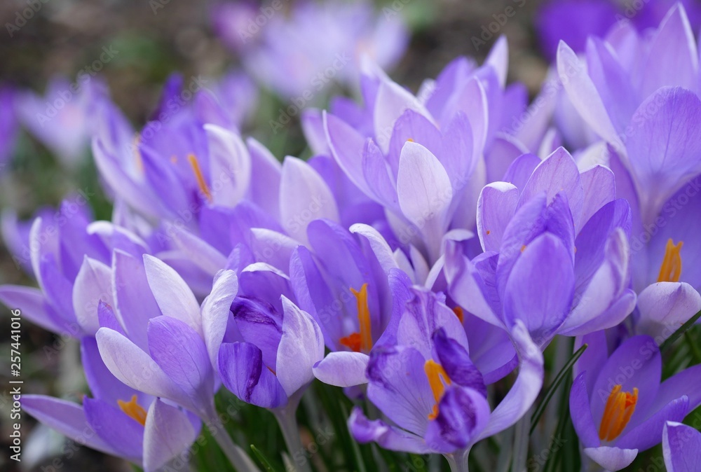 Krokusse Krokusse