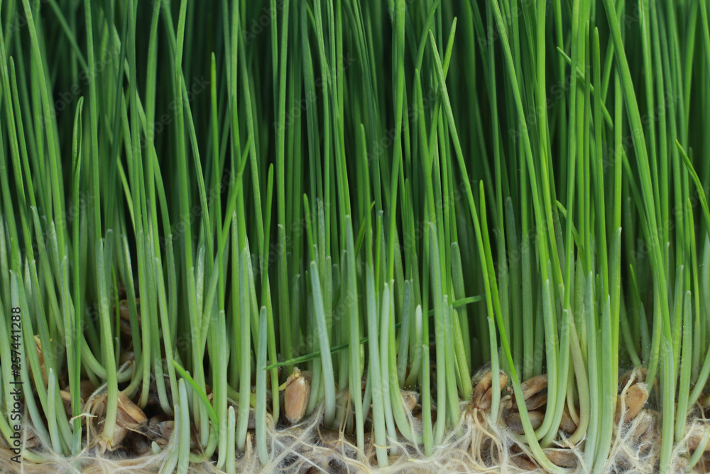 background of sprout green wheat background of sprout green wheat