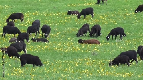 Mouton noir ou brebis noire du Velay en Haute Loire photo