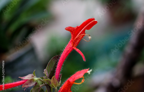 beautiful flowers in nature in the botanical garden