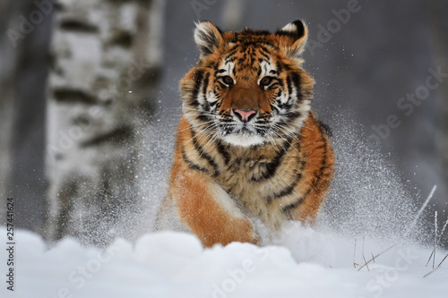 Siberian tiger running