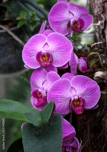 beautiful flowers in nature in the botanical garden