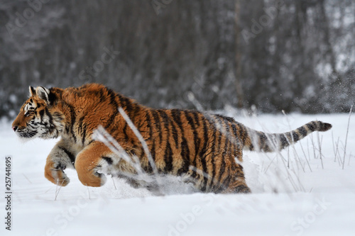 Siberian tiger running