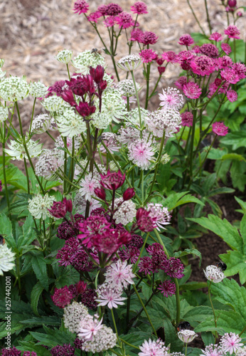 Wallpaper Mural beautiful flowers in nature in the botanical garden Torontodigital.ca