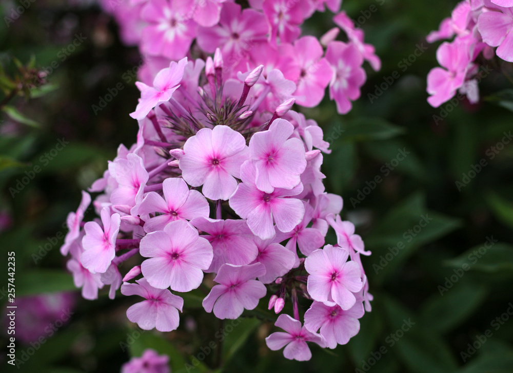 beautiful flowers in nature in the botanical garden beautiful flowers in nature in the botanical garden