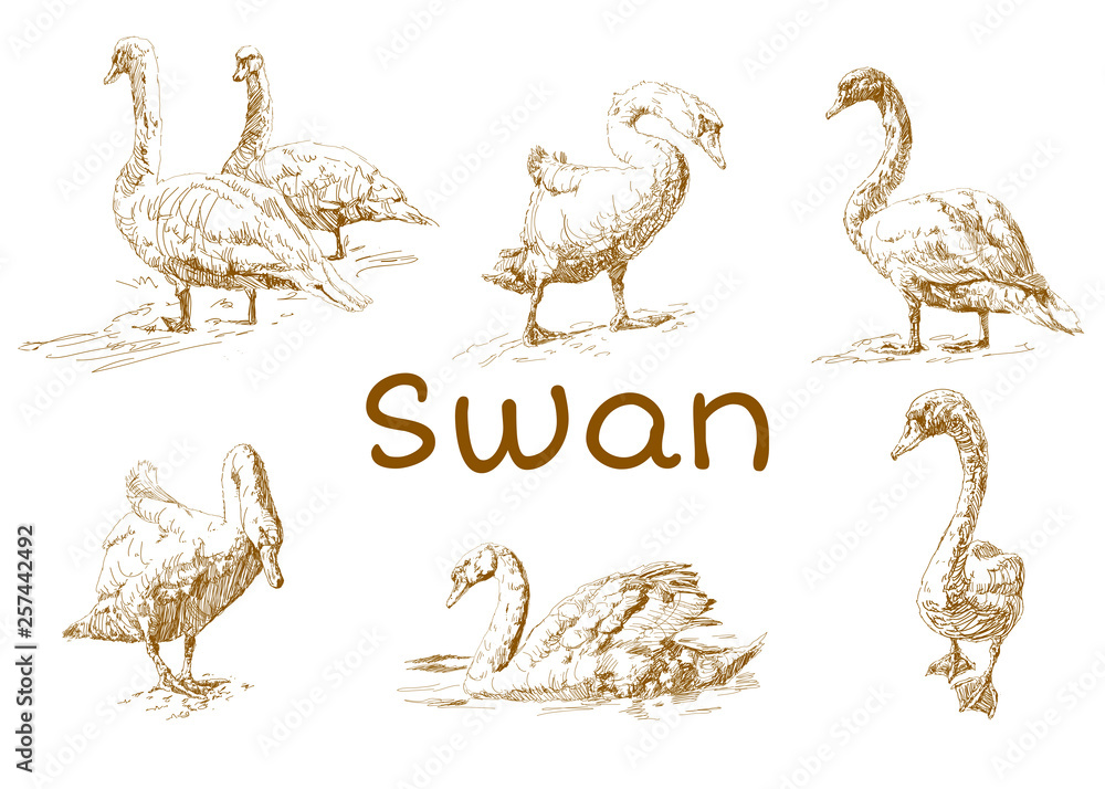 Hand draw, doodle graphic with birds. Vector illustration with swans isolated on white background. Set of animals. Nature objects. Hand draw, doodle graphic with birds. Vector illustration with swans isolated on white background. Set of animals. Nature objects.