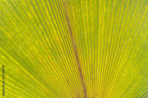 Palmyra palm leaves