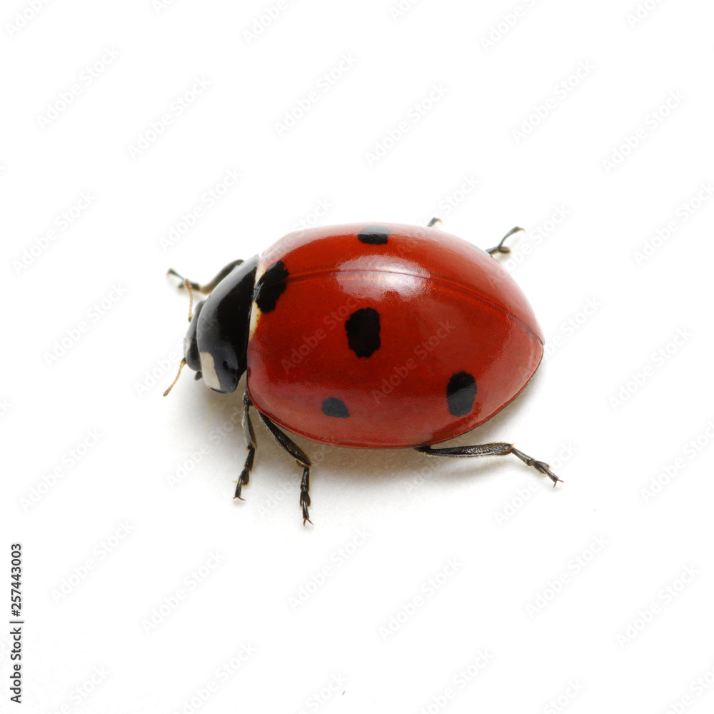 Fototapeta premium Ladybug isolated on white