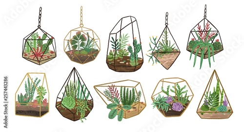 Collection of succulents, cactuses and other desert plants growing in various glass vivariums or florariums. Stylish home decor in trendy Scandinavian style. Colorful flat vector illustration.