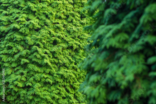 Thuja Coniferous Plant Texture. Green Floral Blank Background