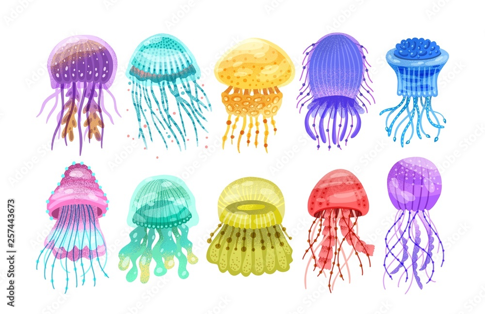Collection of gorgeous marine animals - jellyfish isolated on white ...