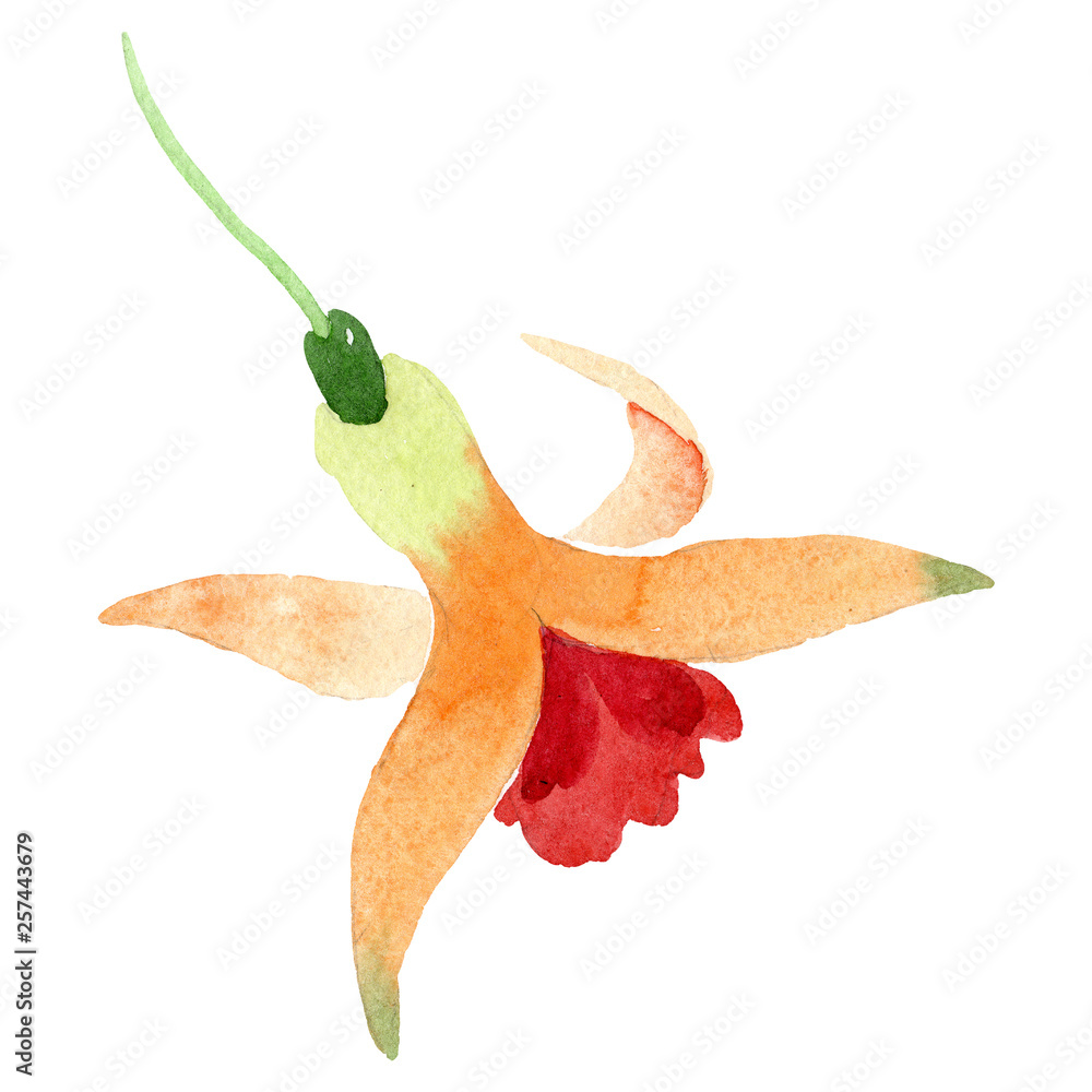 Fototapeta premium Orange fuchsia floral botanical flower. Watercolor background illustration set. Isolated fuchsia illustration element.
