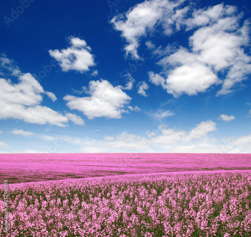 Spring flower field