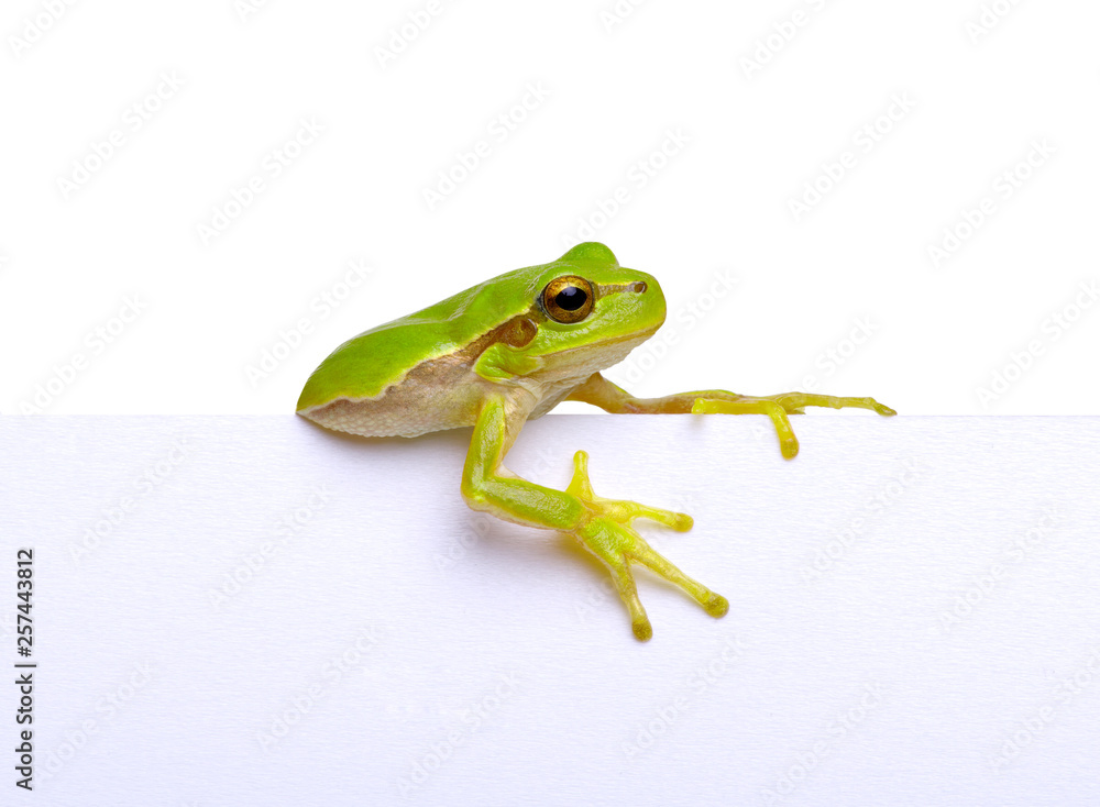 Fototapeta premium Green frog and text message.