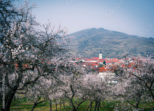 Marillenblüte bei Mautern an der Donau in der Wachau photo
