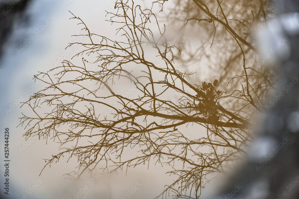 dreamy reflection of branches in water puddles on forest path in winter dreamy reflection of branches in water puddles on forest path in winter