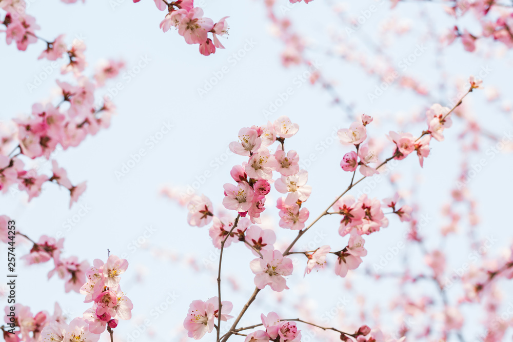 Peach flowers blossom in spring. Peach blossom. Peach flowers blossom in spring. Peach blossom.