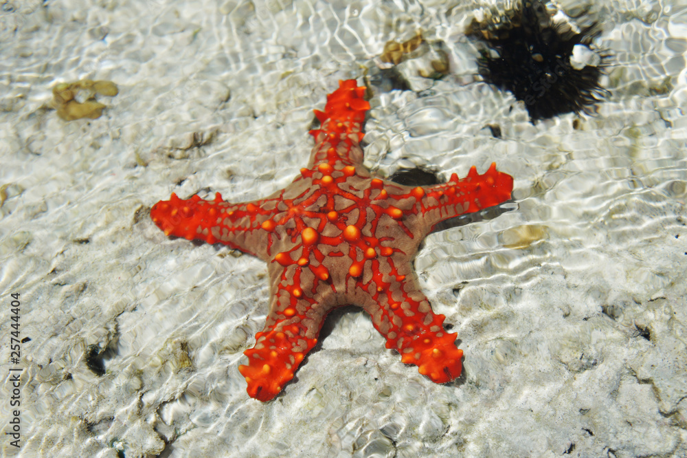 Top view of pretty red knobbed star fish / horned sea star and sea urchins in the Indian ocean in Zanzibar, Tanzania on a sunny summer day / South Africa nature Top view of pretty red knobbed star fish / horned sea star and sea urchins in the Indian ocean in Zanzibar, Tanzania on a sunny summer day / South Africa nature