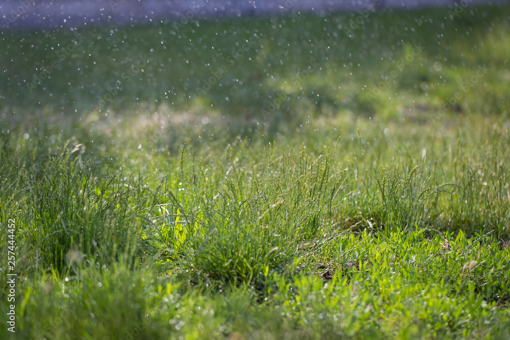 Green grass with watering on a sunny day