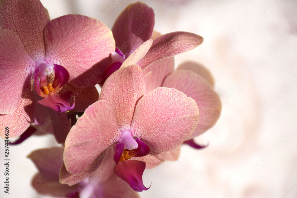 Branch of blooming pink orchid close up on pastel backgrounds. Pink orchid inflorescence with copy space and selective focus. Spa and Wellness flowers style. Branch of blooming pink orchid close up on pastel backgrounds. Pink orchid inflorescence with copy space and selective focus. Spa and Wellness flowers style.