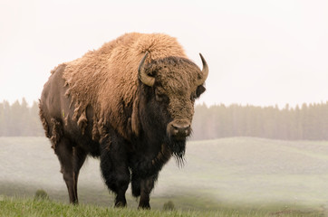 Fototapete Bison Bison im Yellowstone Wyoming  © sergioboccardo