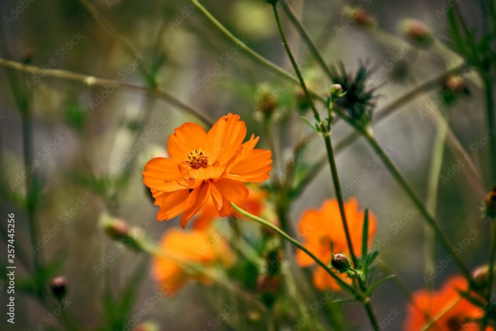 delicate colorful summer flowers growing in the sun in a green garden delicate colorful summer flowers growing in the sun in a green garden