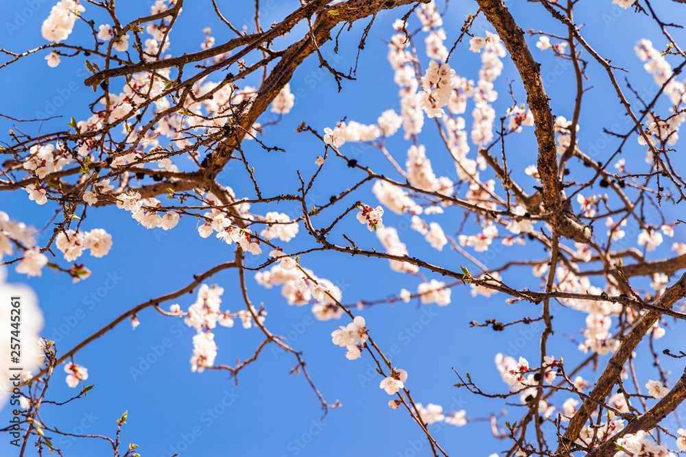 Beautiful cherry or apple blossom in spring time over blue sky Beautiful cherry or apple blossom in spring time over blue sky