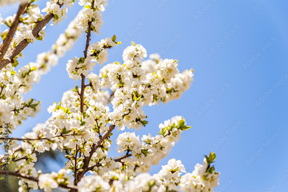 Beautiful white apple blossom in spring time over blue sky with copy space