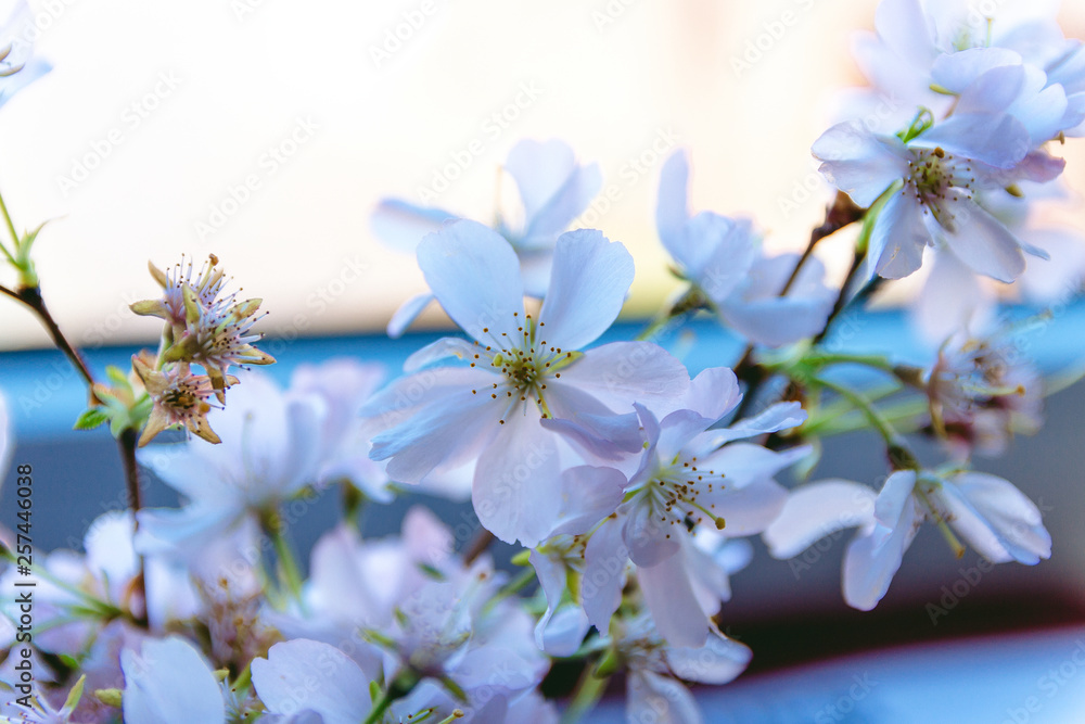 Cherry Blossom Bouquet Cherry Blossom Bouquet