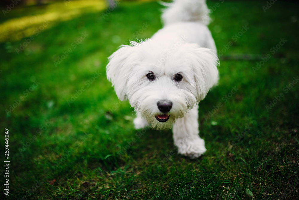 Fluffy Maltese mix on the grass. white dog playing in garden with green grass