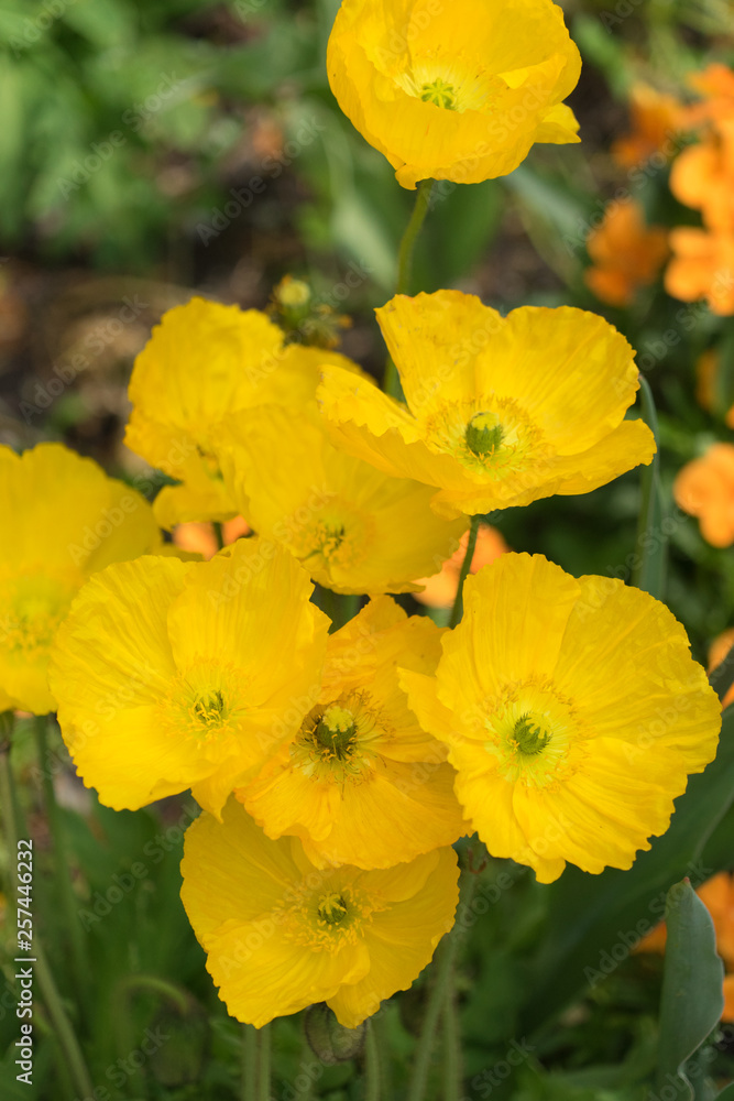 Gelbe Mohnblüten im Frühling Gelbe Mohnblüten im Frühling