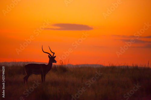 Male Impala  Aepyceros melampus  silhouetted at sunrise