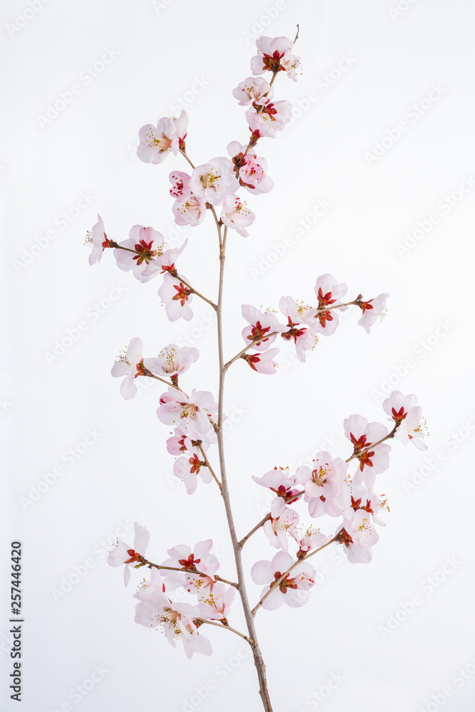 Peach blossom on a white background