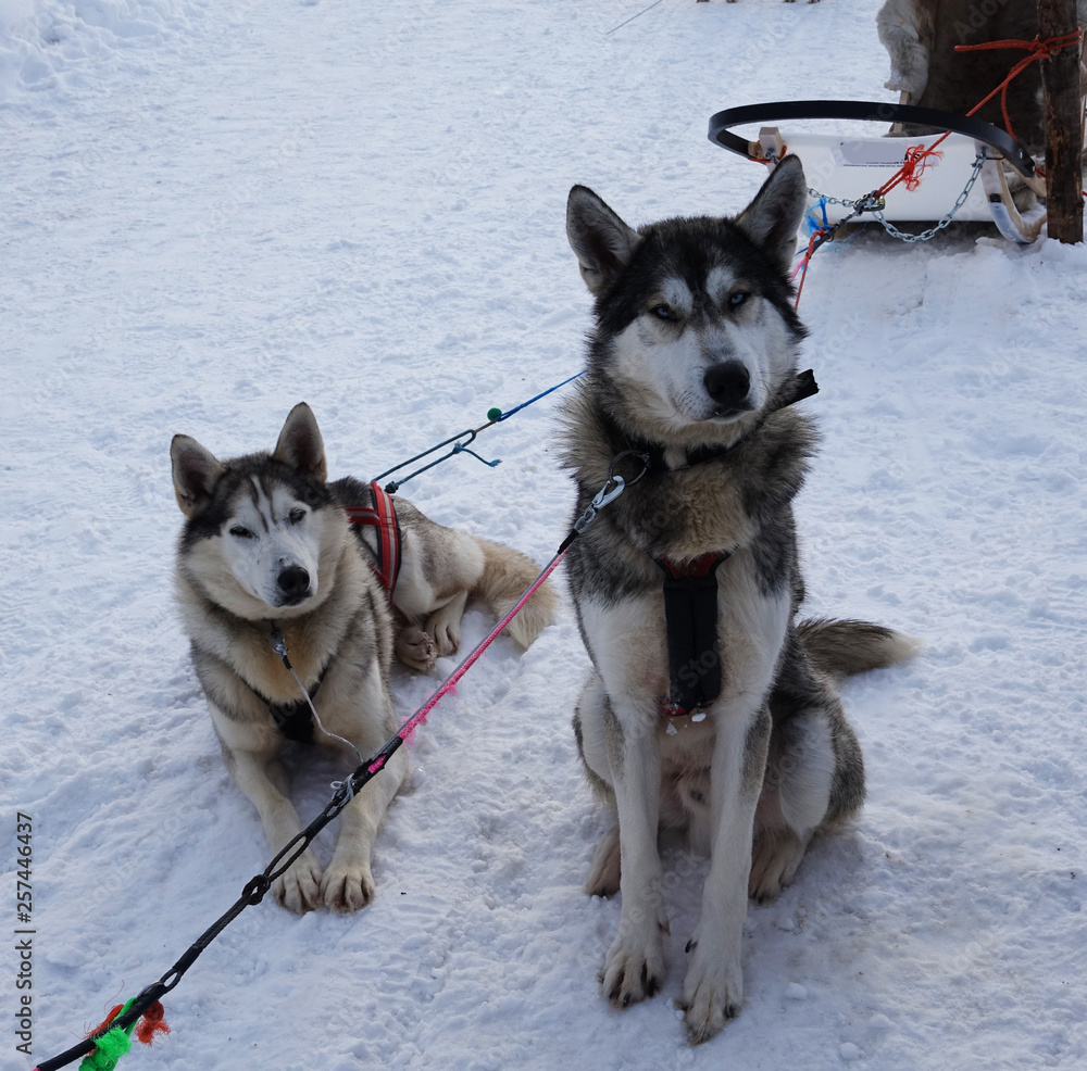 Finland; two husky's waiting in the snow Finland; two husky's waiting in the snow