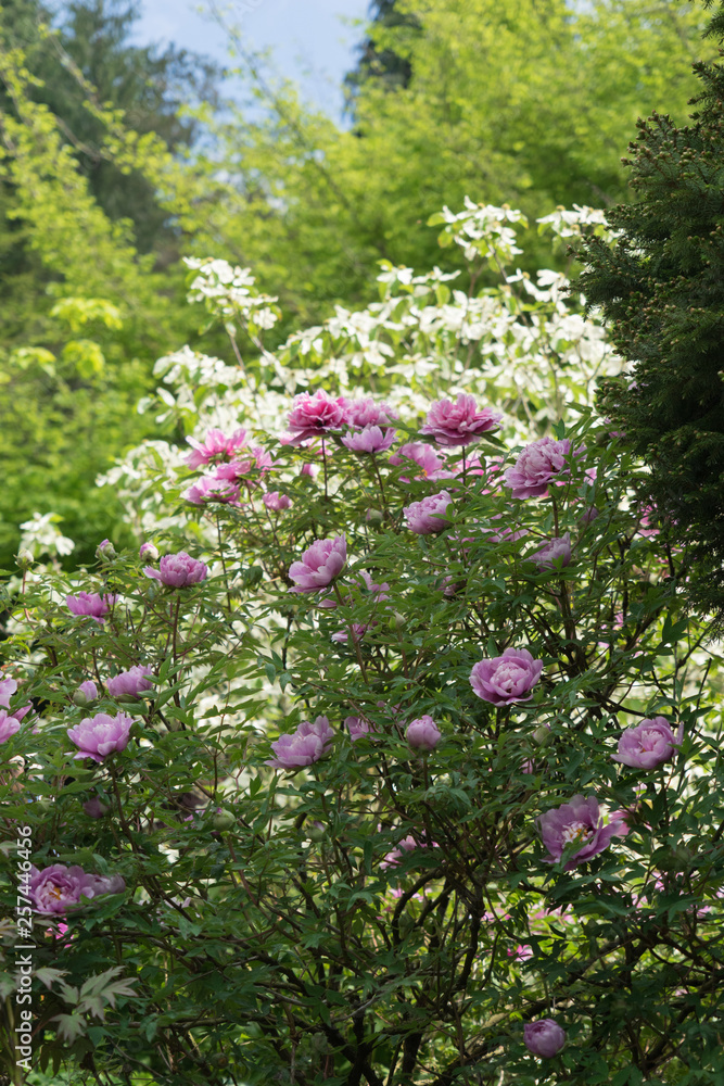 Rosa und weiß blühende Päonien im Staudengarten Rosa und weiß blühende Päonien im Staudengarten