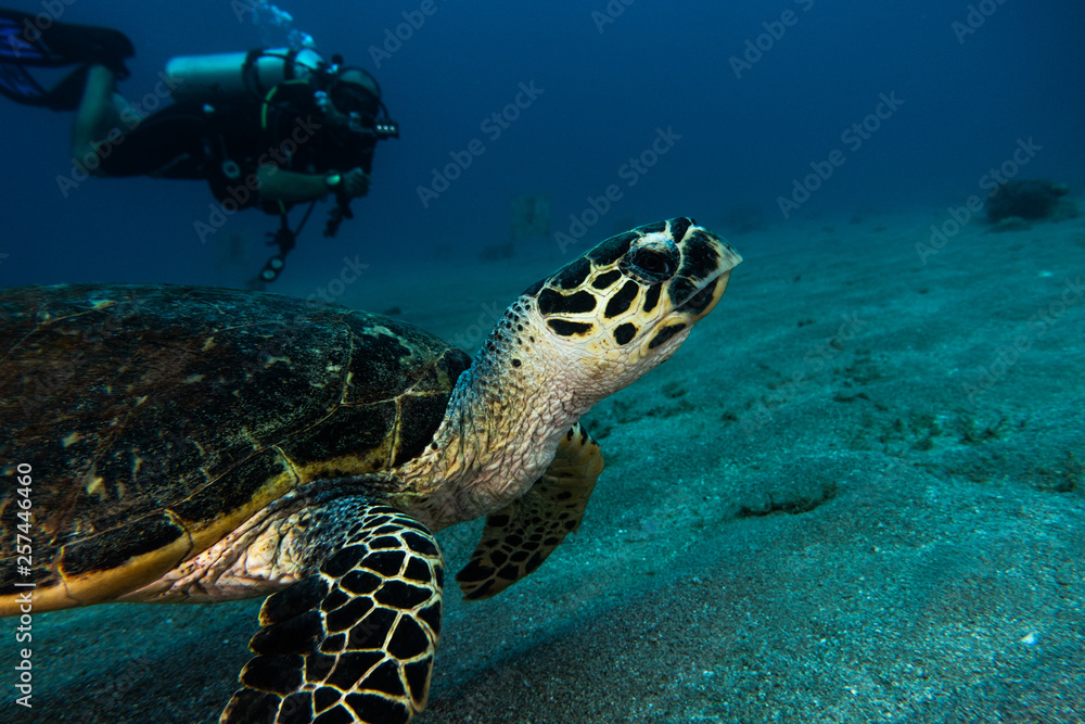 Fototapeta premium Hawksbill sea turtle in the Red Sea, dahab, blue lagoon sinai