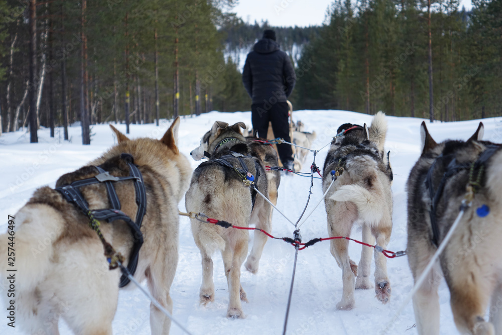 Finland; Husky's running in Lapland Finland; Husky's running in Lapland